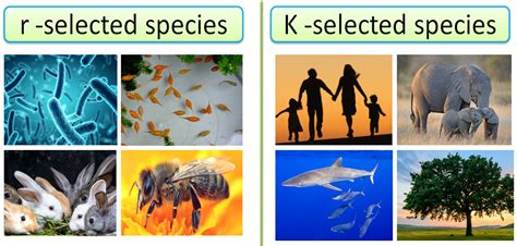 r-selected species vs k-selected species|K.